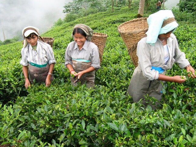 Čaj pre vyššie vrstvy je čaj Darjeeling.