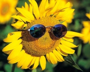 Slnečná slnečnica